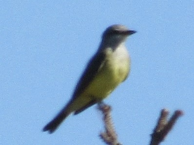 bird sp. - ML645339221