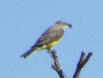 bird sp. - ML645339222