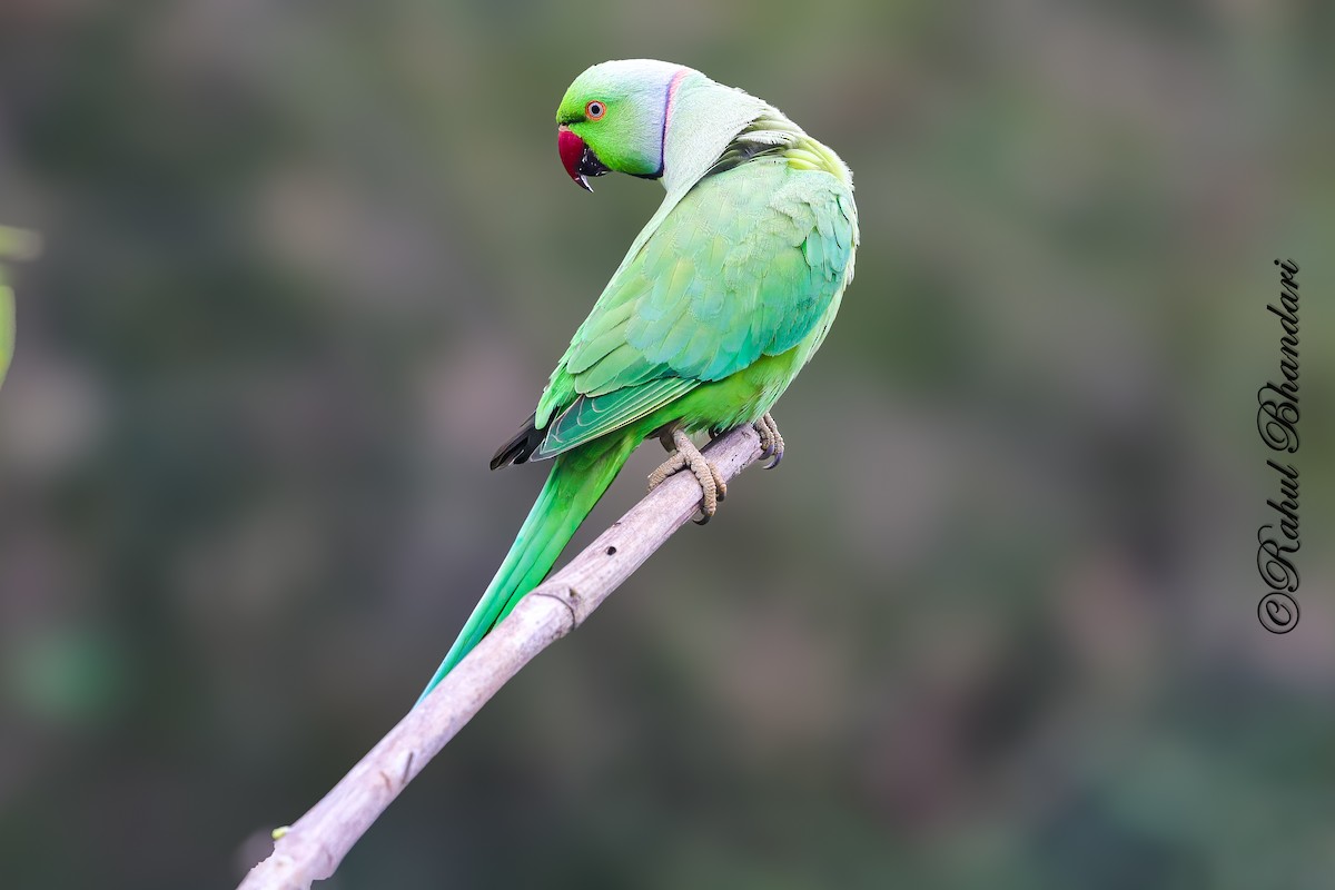 Rose-ringed Parakeet - ML645339223