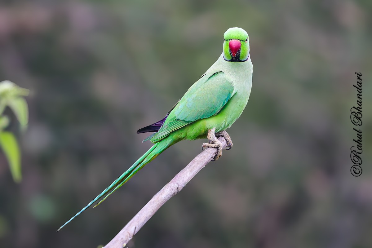 Rose-ringed Parakeet - ML645339224