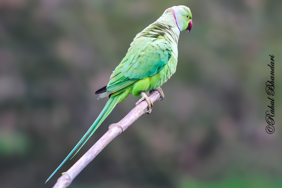 Rose-ringed Parakeet - ML645339225
