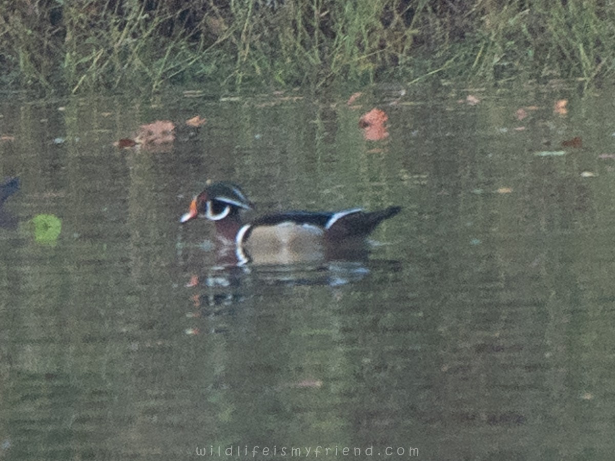 Wood Duck - ML645339226