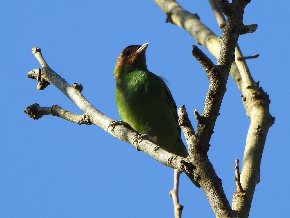 Bay-headed Tanager - ML645339227