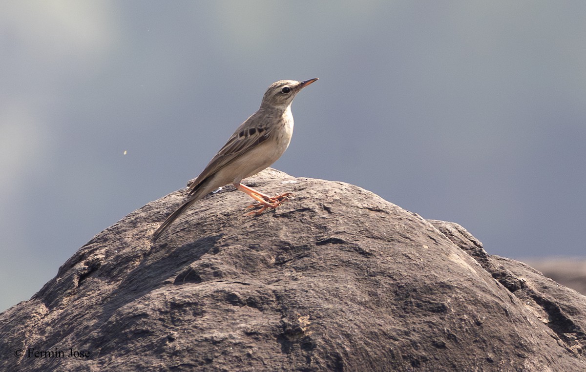 Tawny Pipit - ML645339228