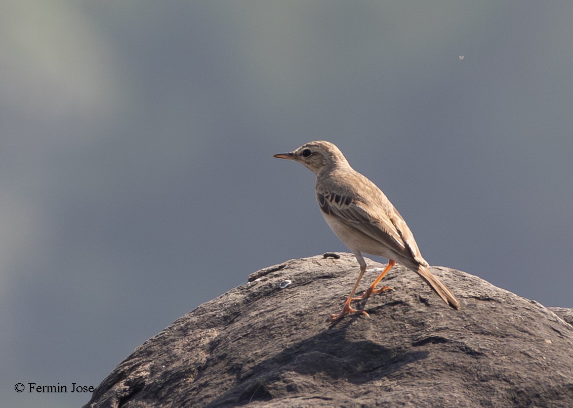 Tawny Pipit - ML645339229