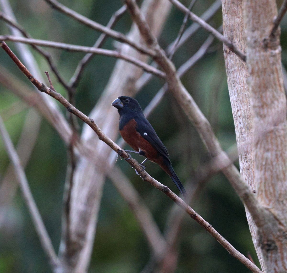 Chestnut-bellied Seed-Finch - ML645339232