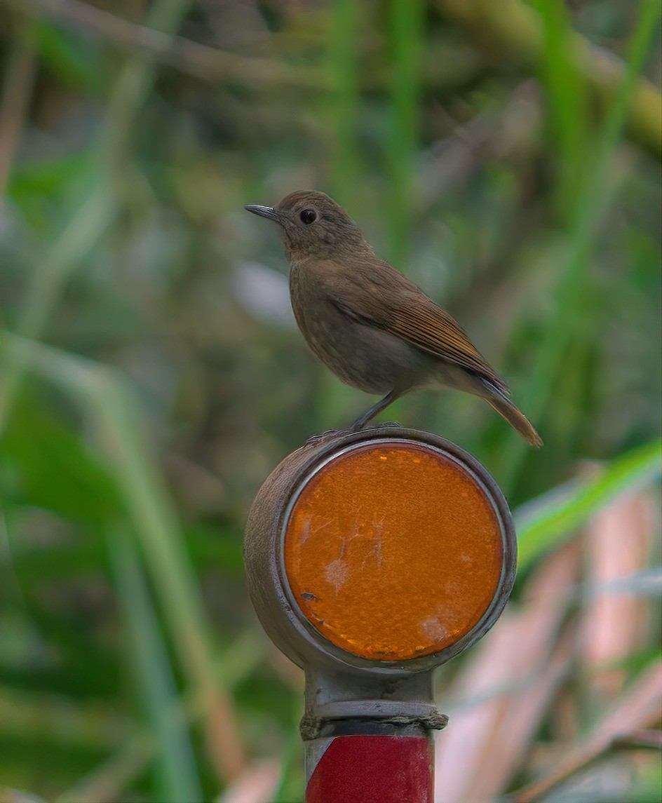 White-tailed Robin - ML645339233