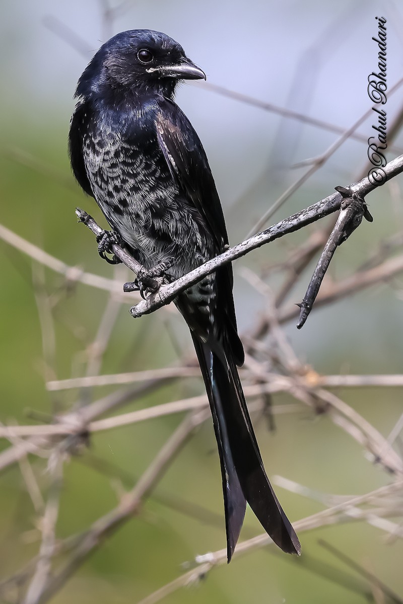 Black Drongo - ML645339234