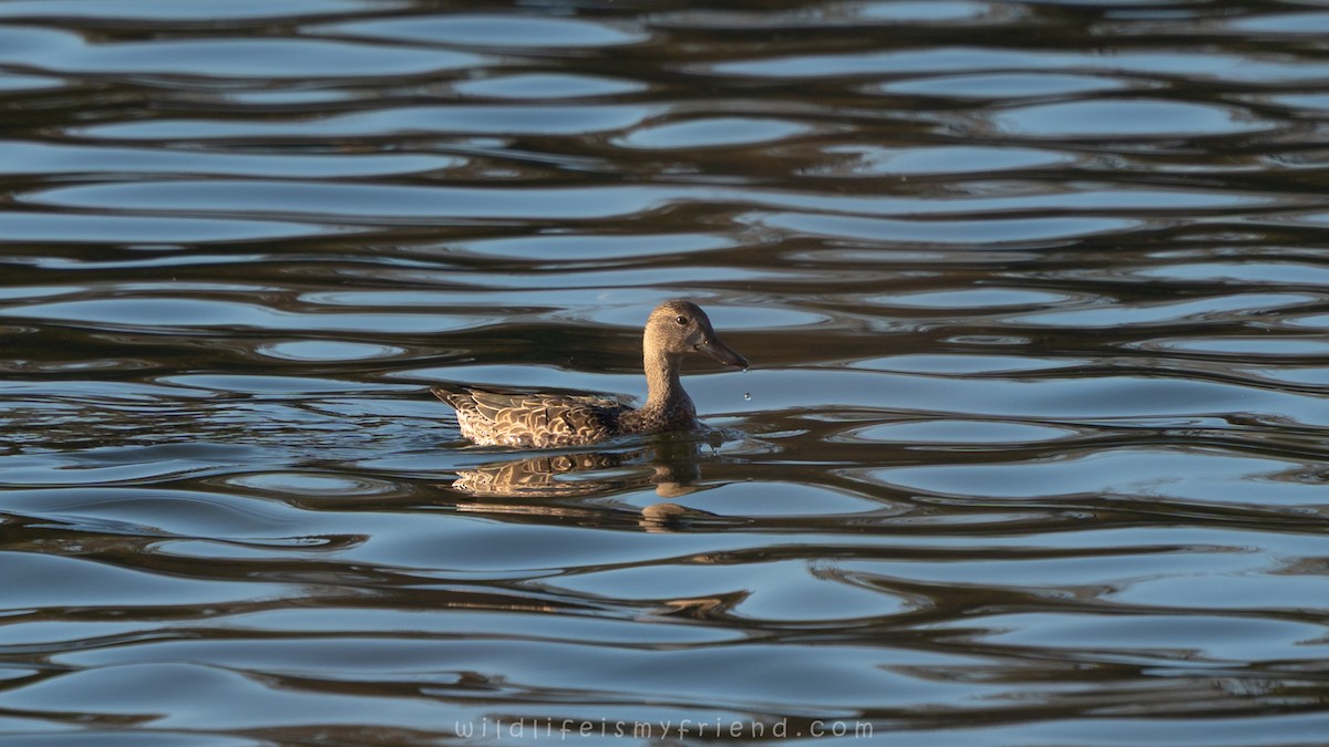 Blue-winged Teal - ML645339238