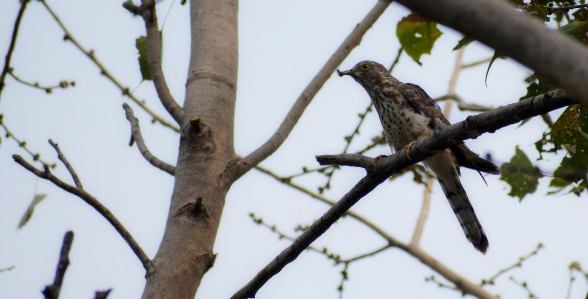Common Hawk-Cuckoo - ML645339241