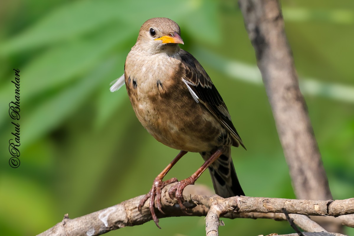 Rosy Starling - ML645339261