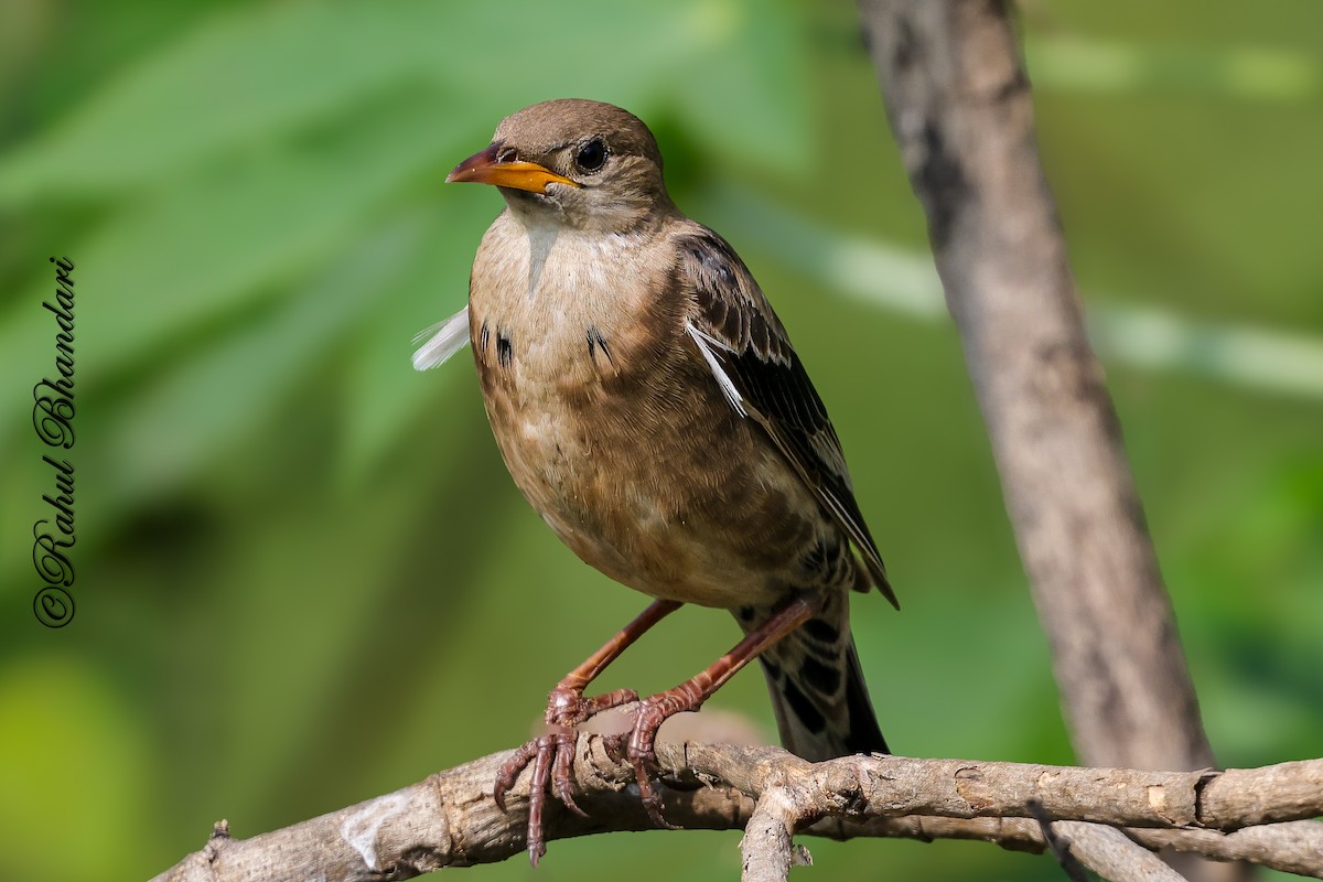Rosy Starling - ML645339267
