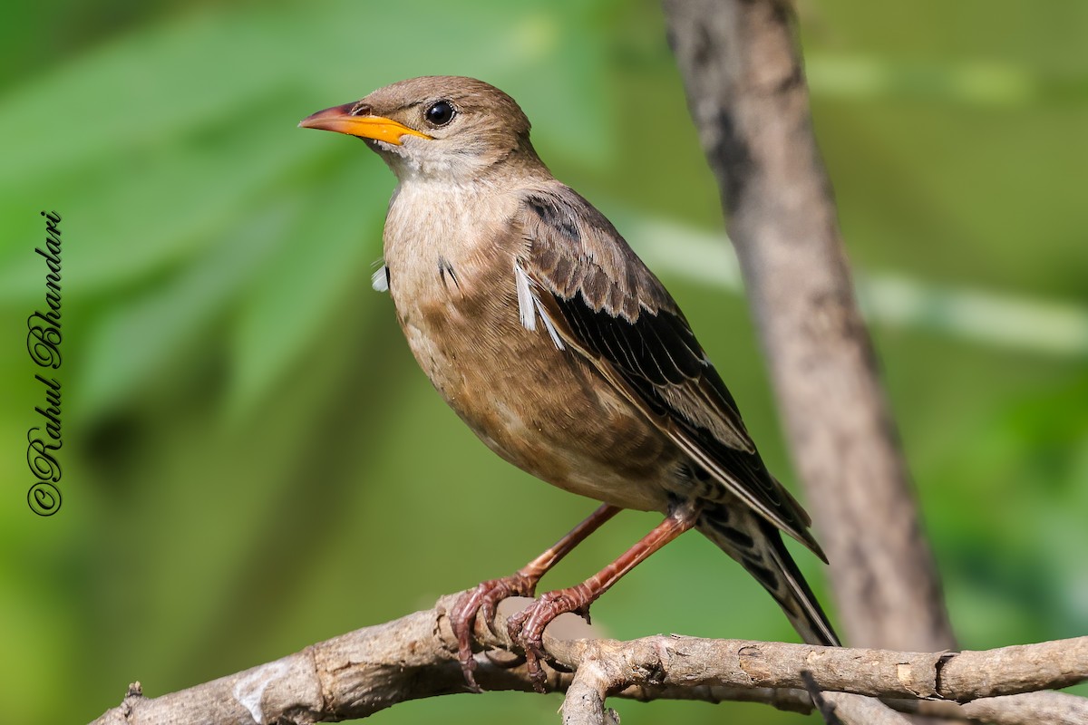 Rosy Starling - ML645339269