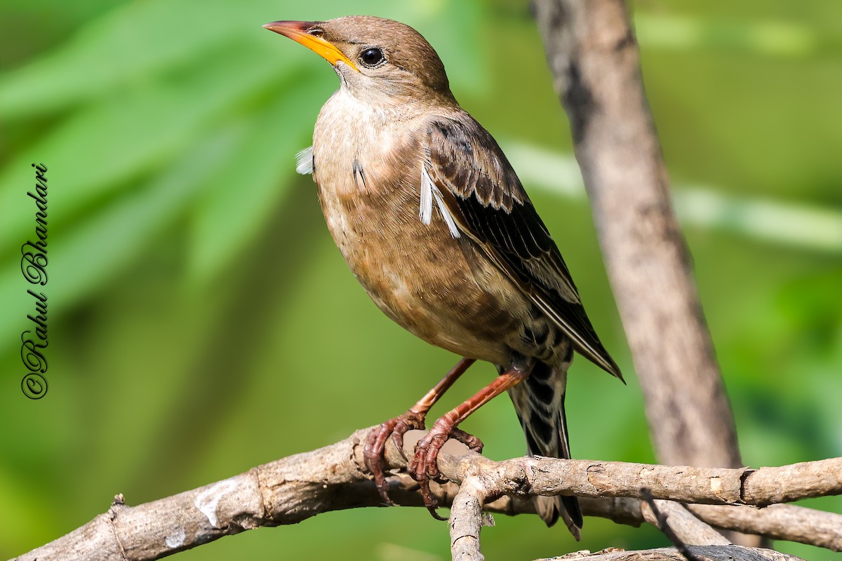 Rosy Starling - ML645339272
