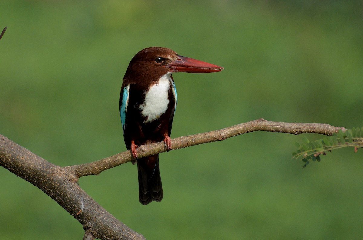 White-throated Kingfisher - ML645339276