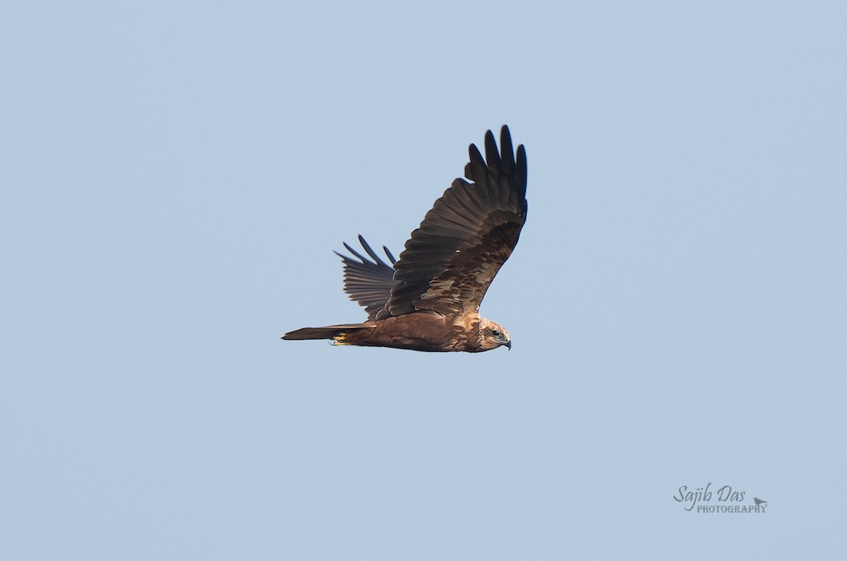 Western Marsh Harrier - ML645339278