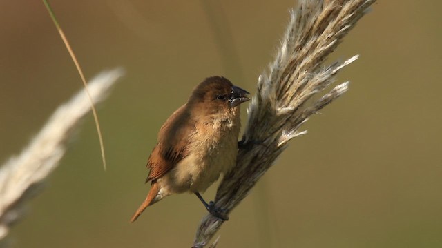 シマキンパラ - ML645339281