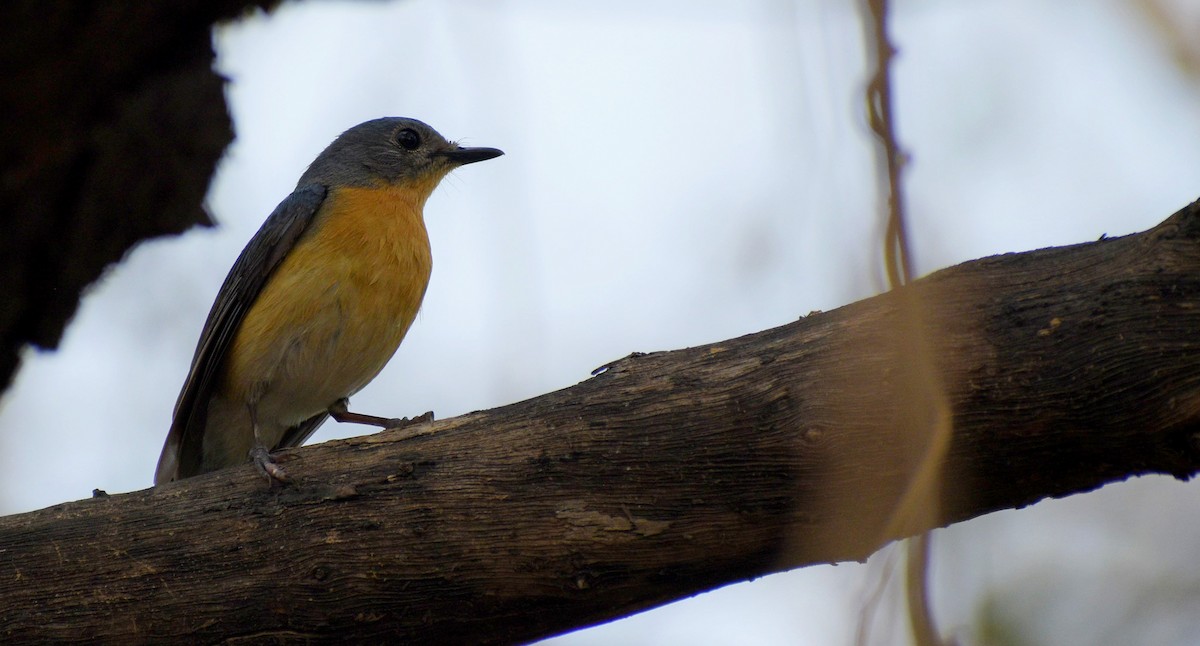Tickell's Blue Flycatcher - ML645339282