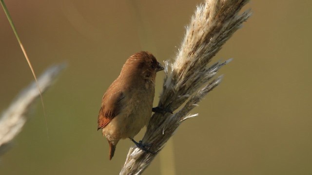 シマキンパラ - ML645339283