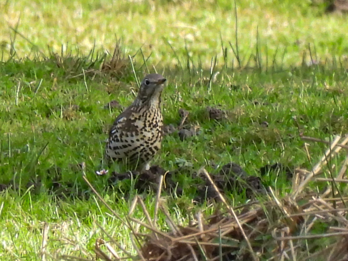 Mistle Thrush - ML645339285