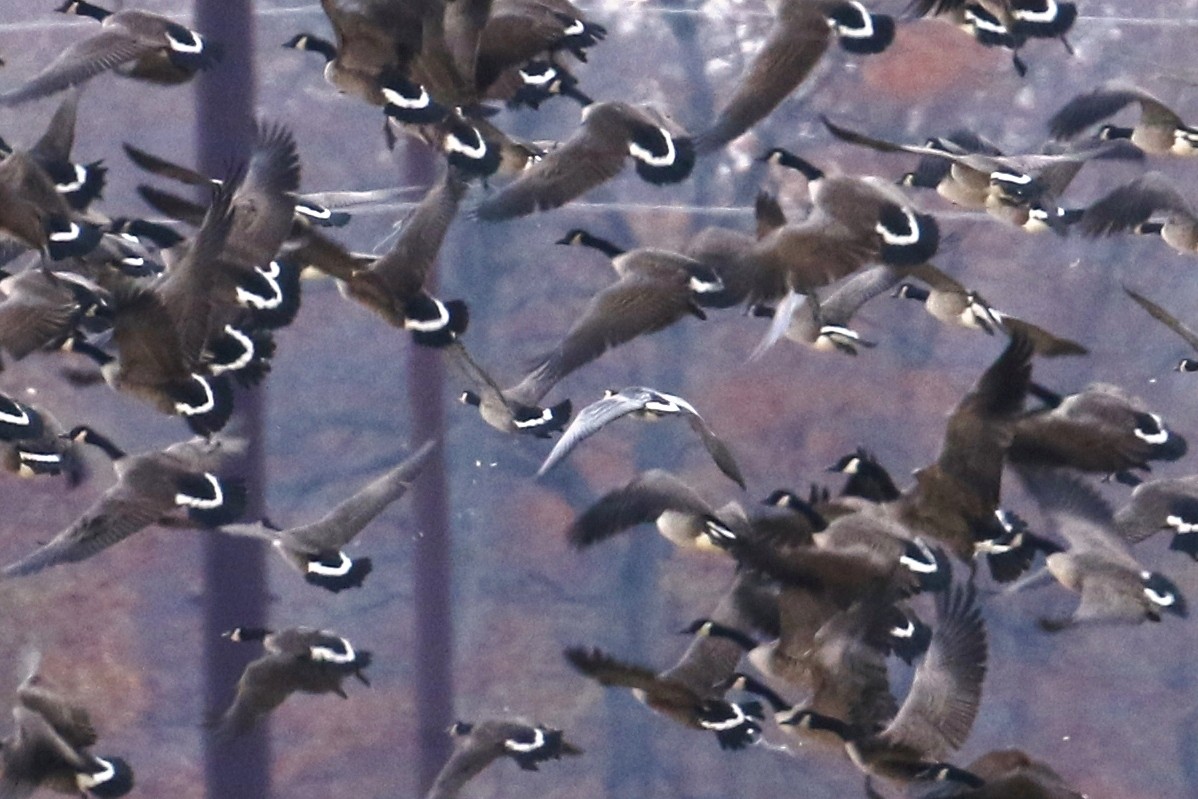 berneška bělolící - ML645339286