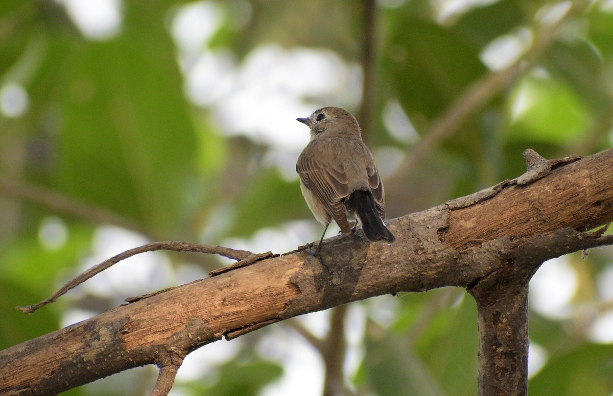 Taiga Flycatcher - ML645339291