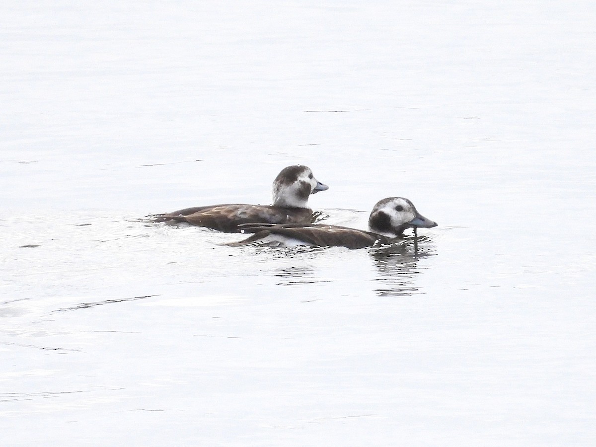 Long-tailed Duck - ML645339297
