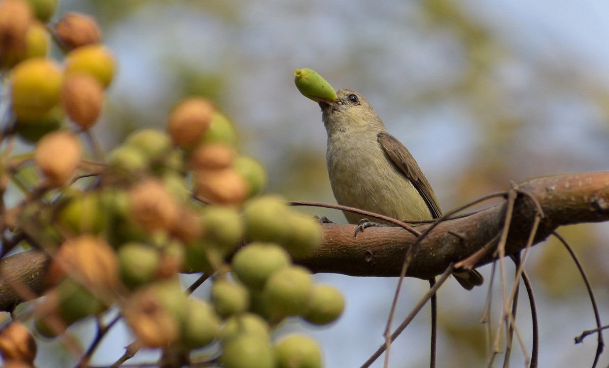 Pale-billed Flowerpecker - ML645339298