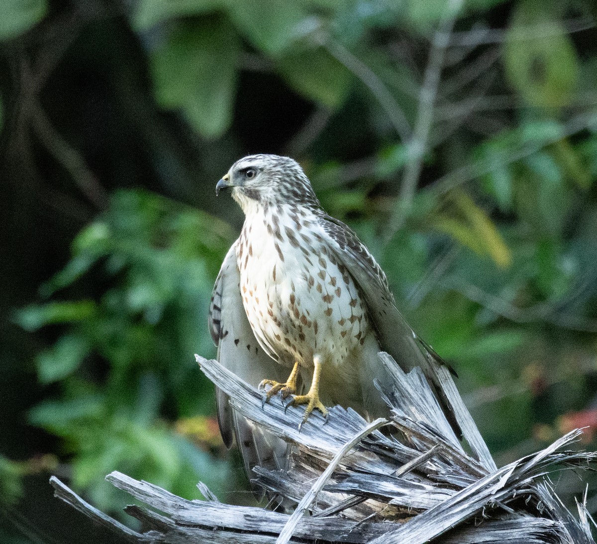 káně širokokřídlá - ML645339300