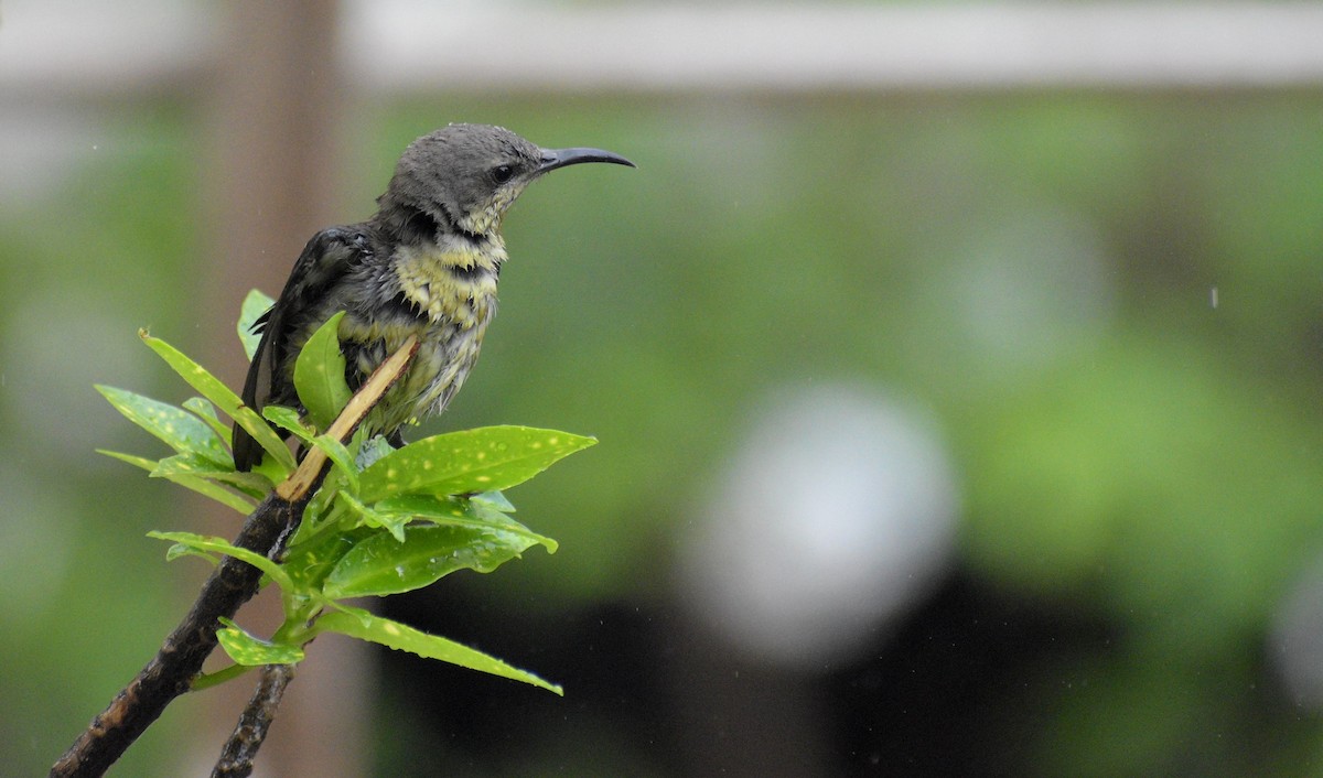 Purple Sunbird - ML645339301