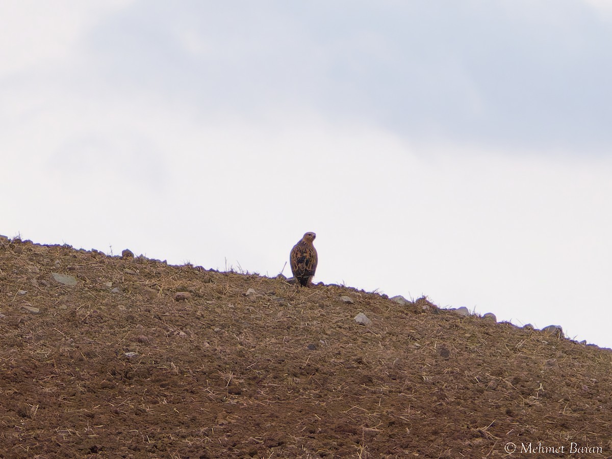 Канюк степовий - ML645339302
