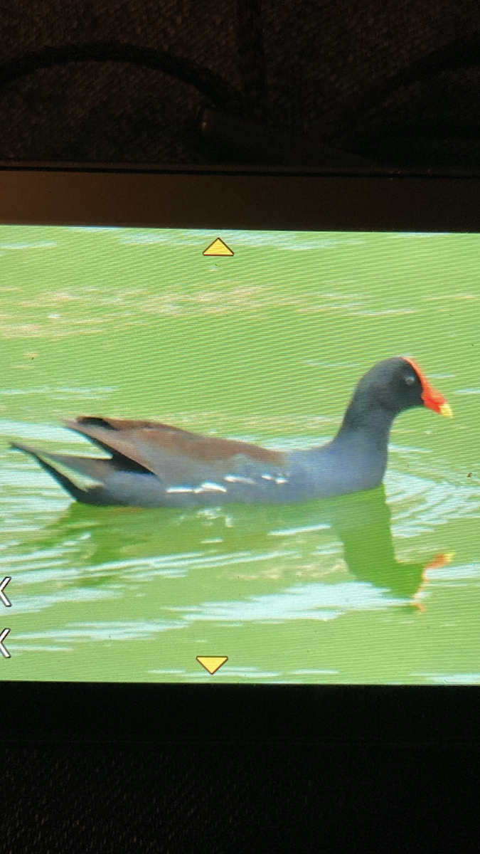 Курочка латиноамериканська - ML645339304