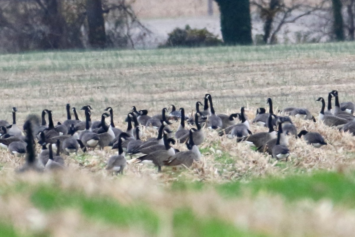 berneška bělolící - ML645339317