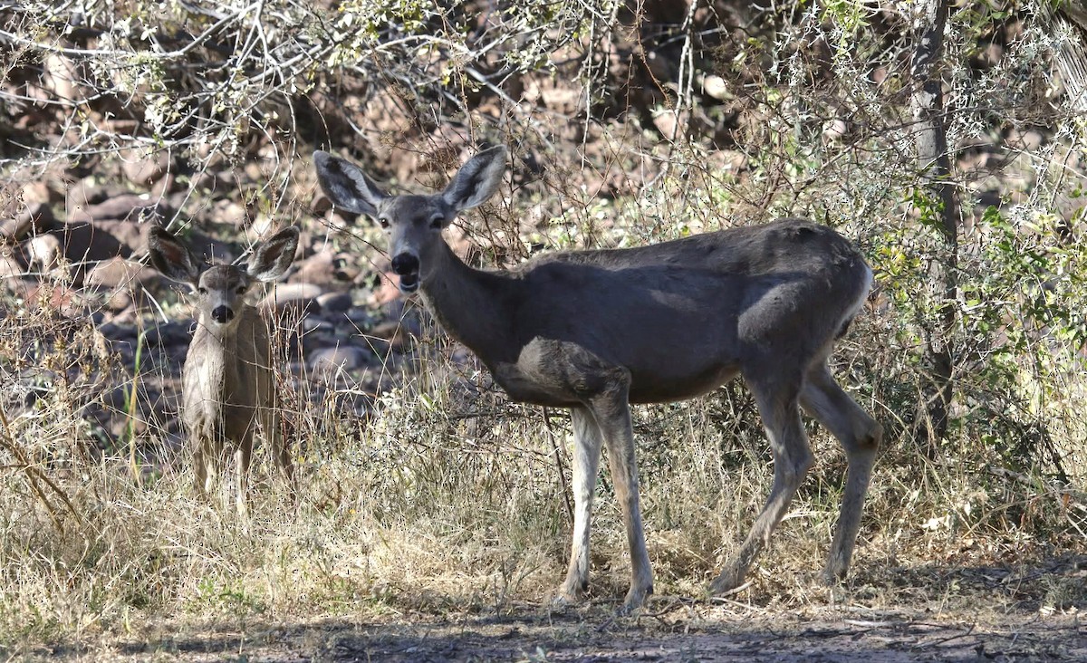 Mule Deer - ML645339318