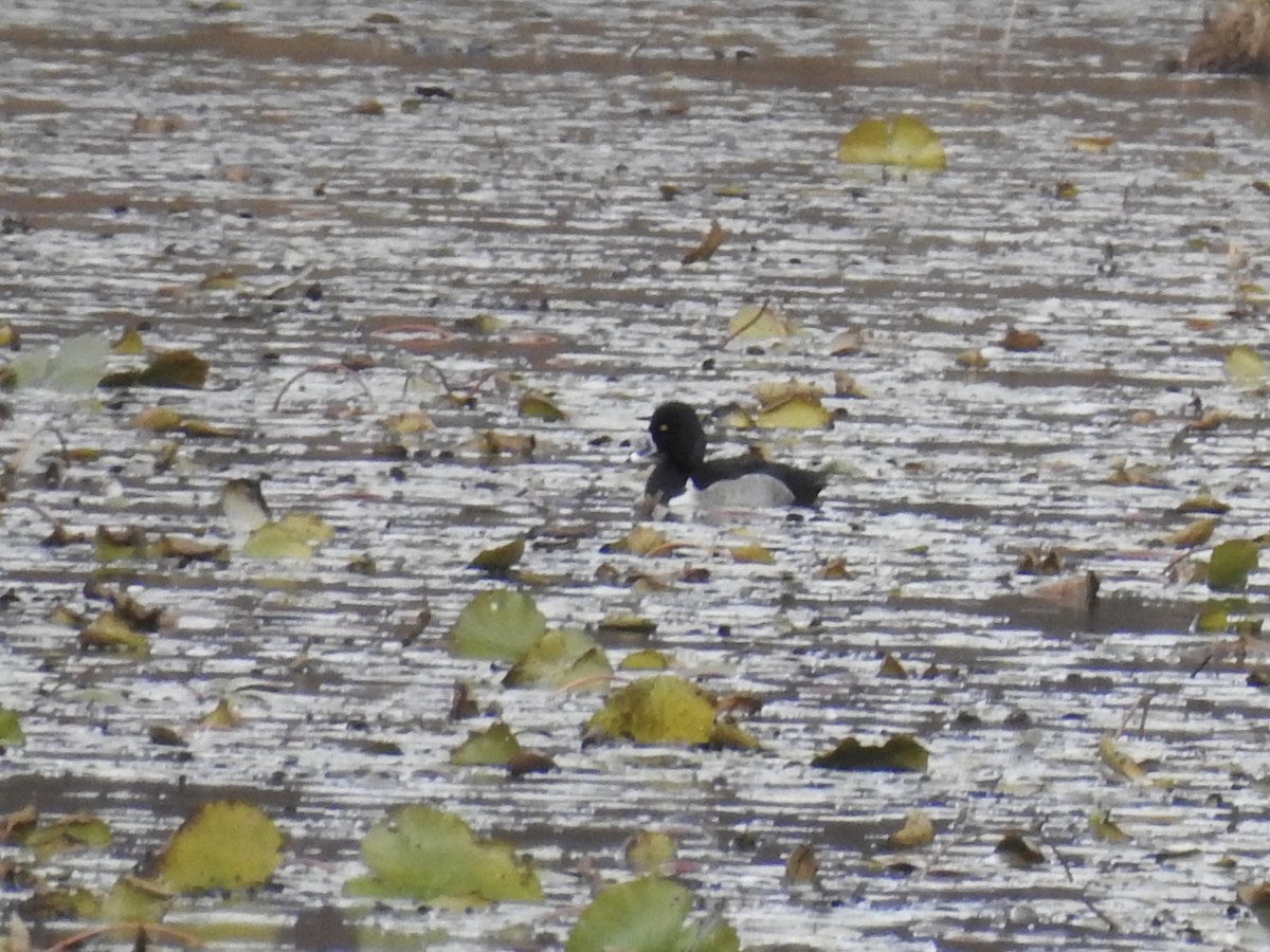 Ring-necked Duck - ML645339326