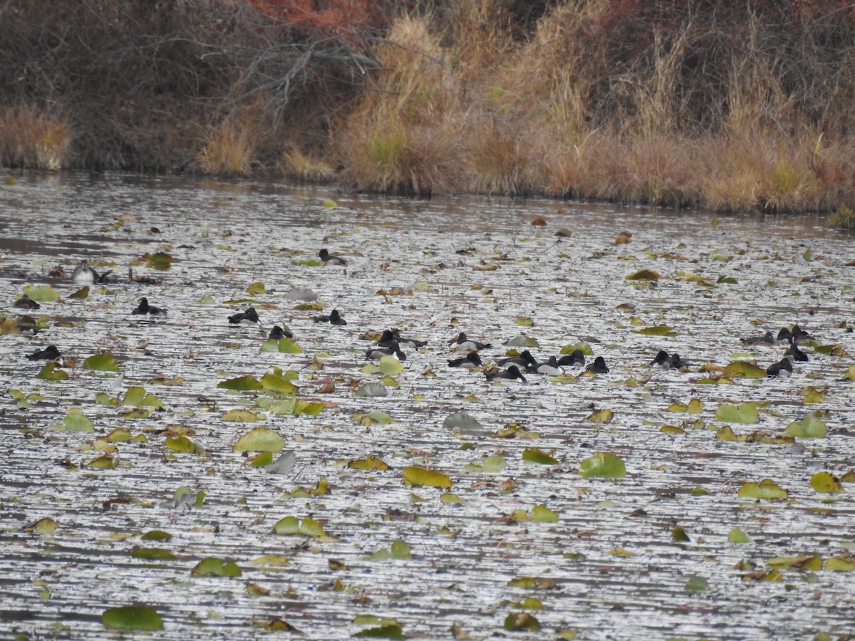 Ring-necked Duck - ML645339327