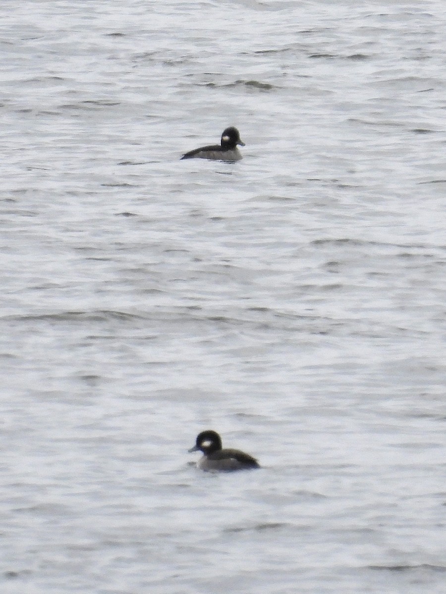 Bufflehead - ML645339332