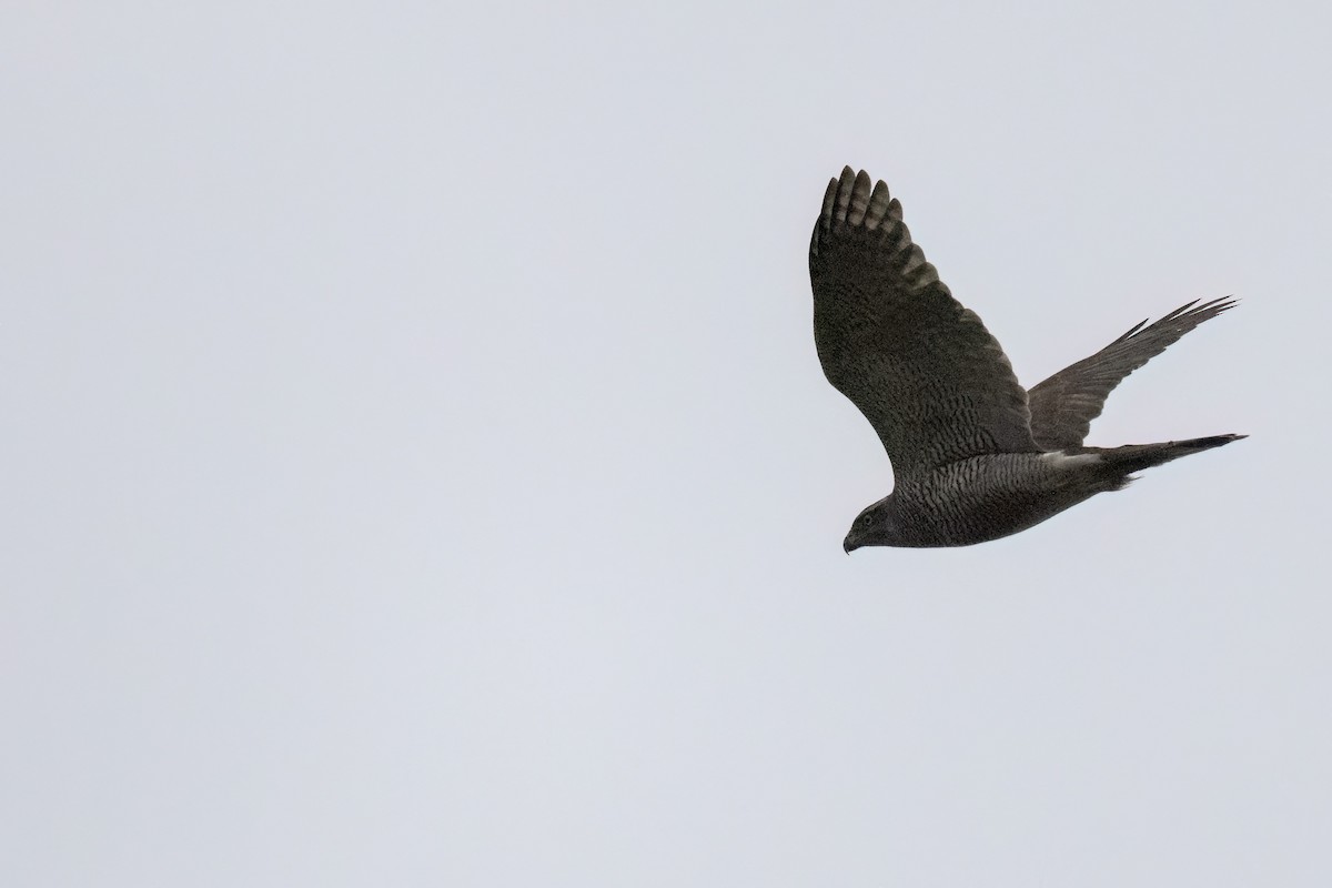 נץ גדול - ML645339342