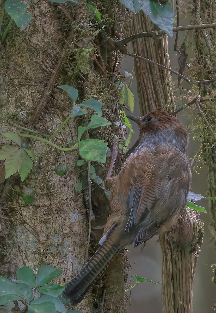 Taiwan Barwing - ML645339344