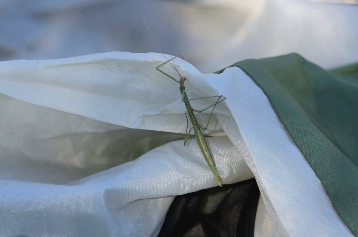 Giant Walkingstick - ML645339347