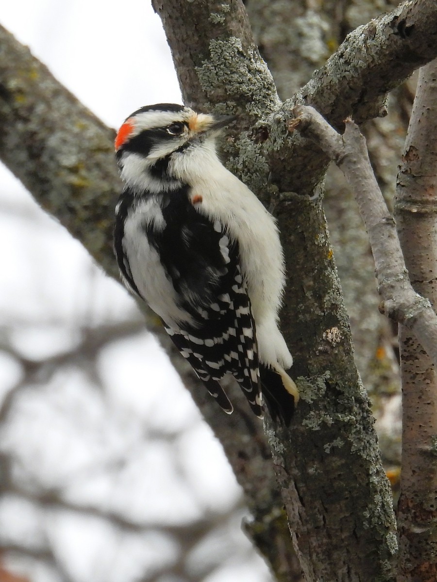 Downy Woodpecker - ML645339348
