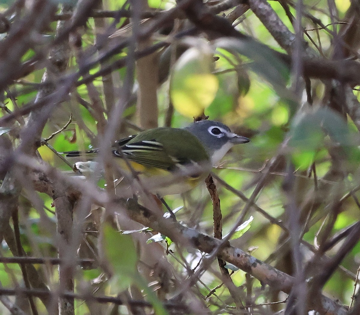 Blue-headed Vireo - ML645339349