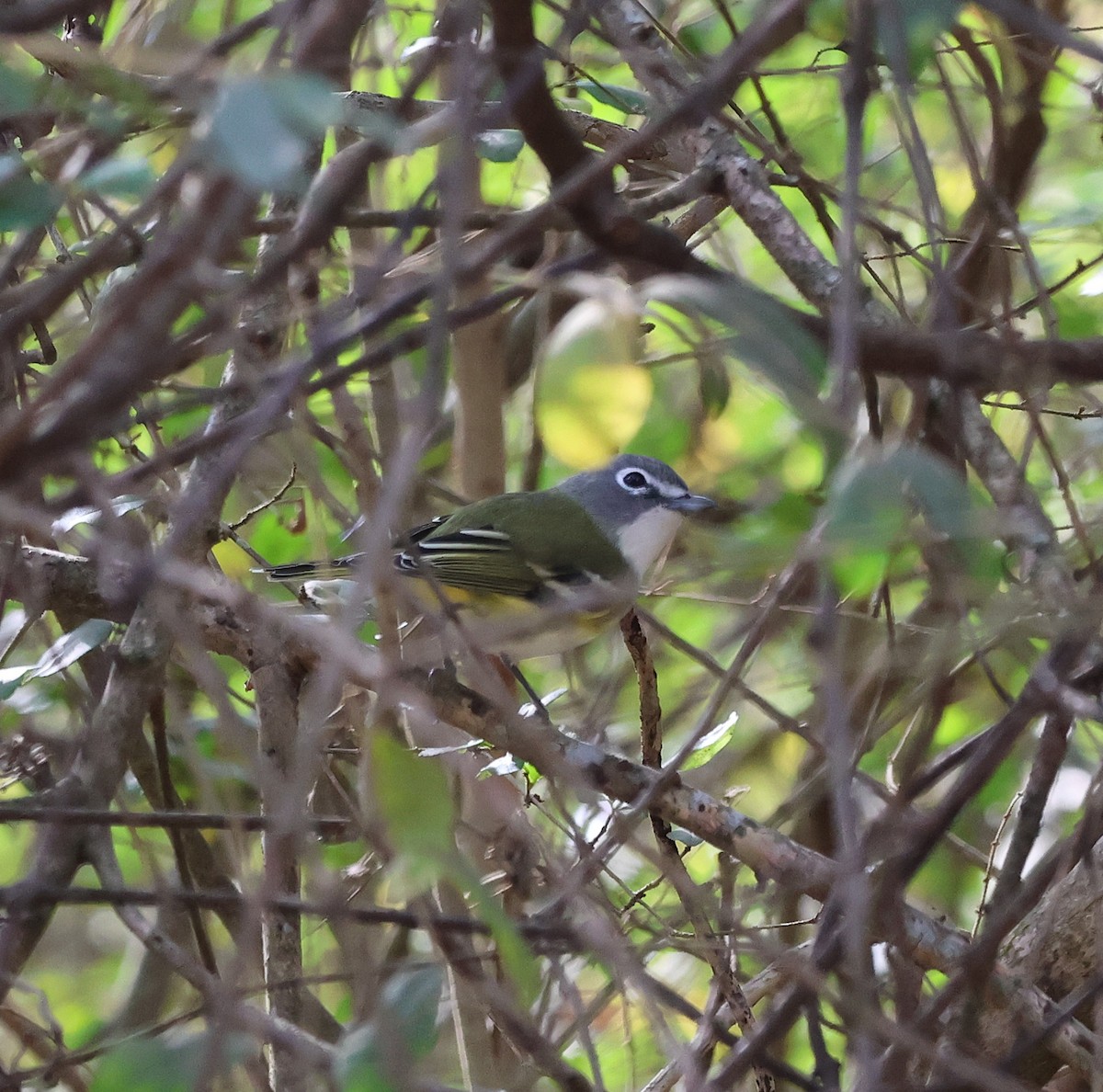 Blue-headed Vireo - ML645339350