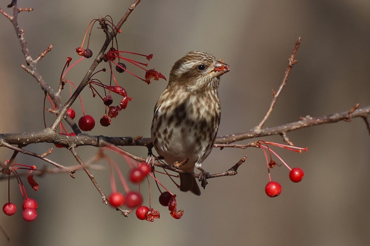 Camachuelo Purpúreo - ML645339391