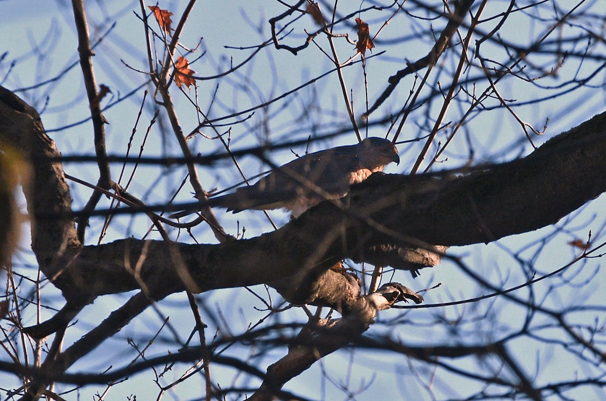 Cooper's Hawk - ML645339392
