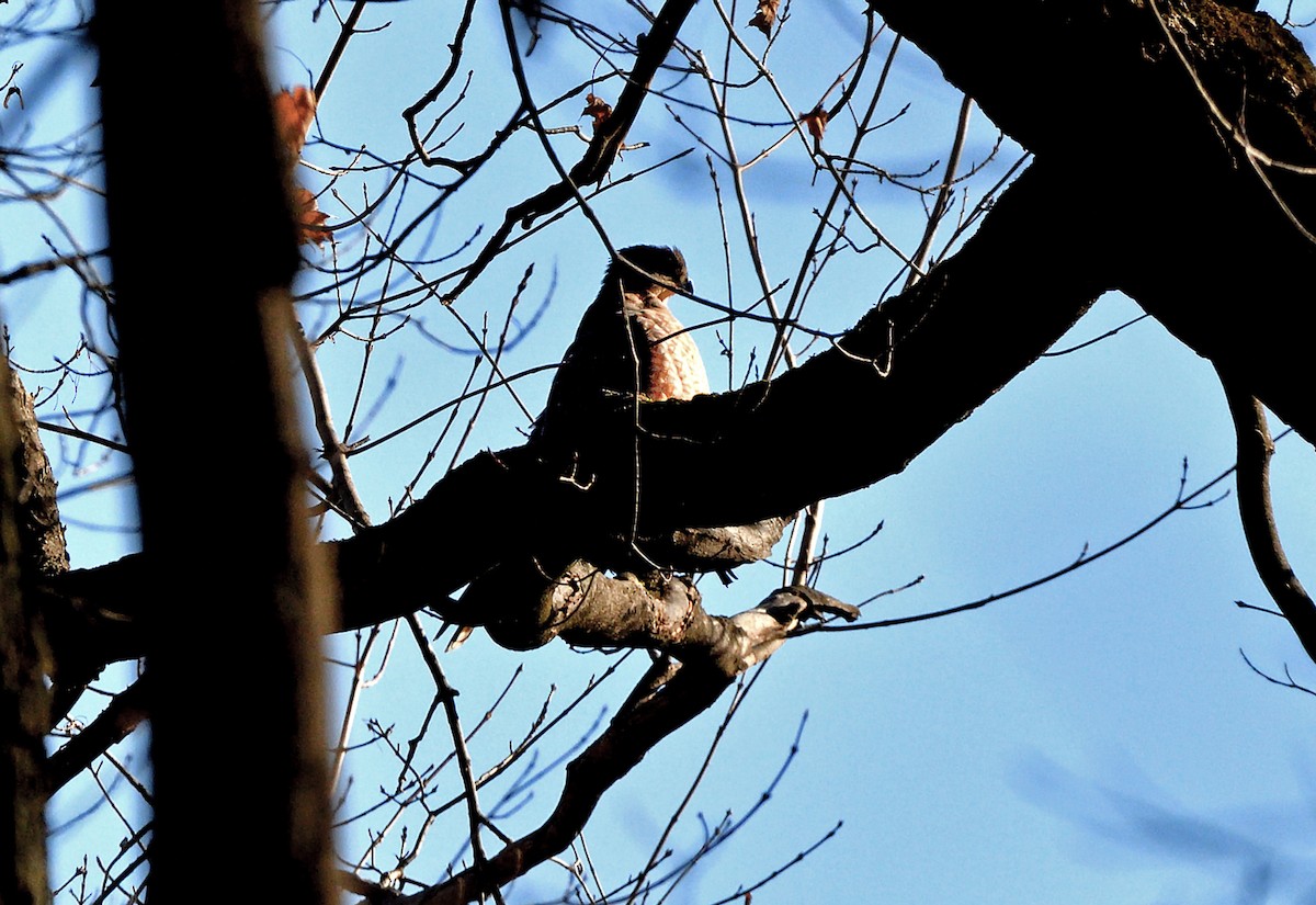 Cooper's Hawk - ML645339393