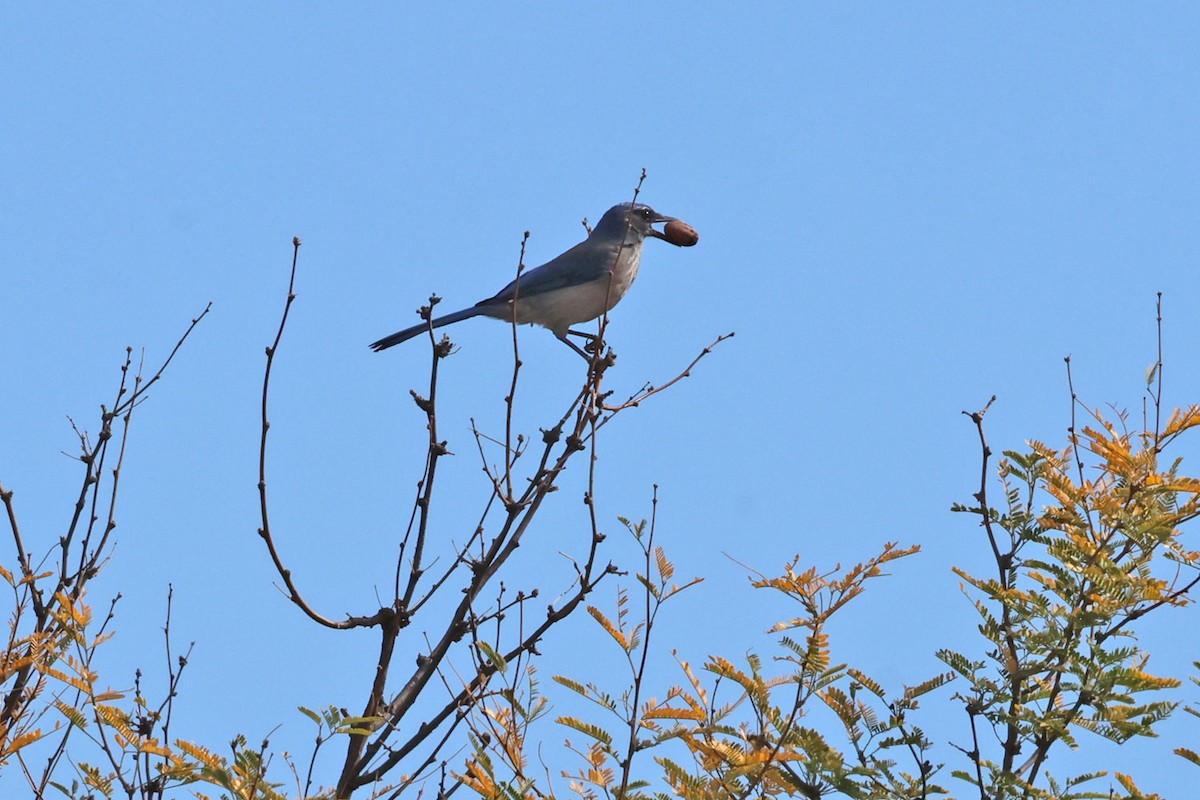 Woodhouse's Scrub-Jay (Woodhouse's) - ML645339396