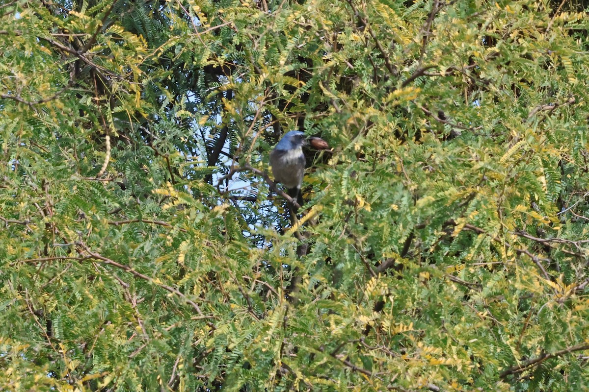 Woodhouse's Scrub-Jay (Woodhouse's) - ML645339397