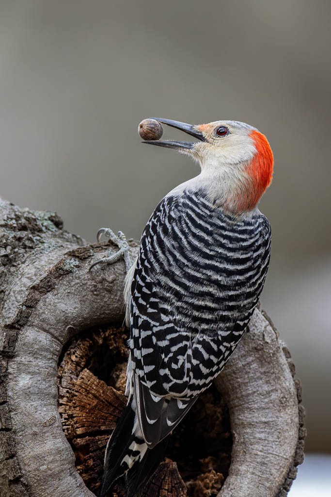 Red-bellied Woodpecker - ML645339399