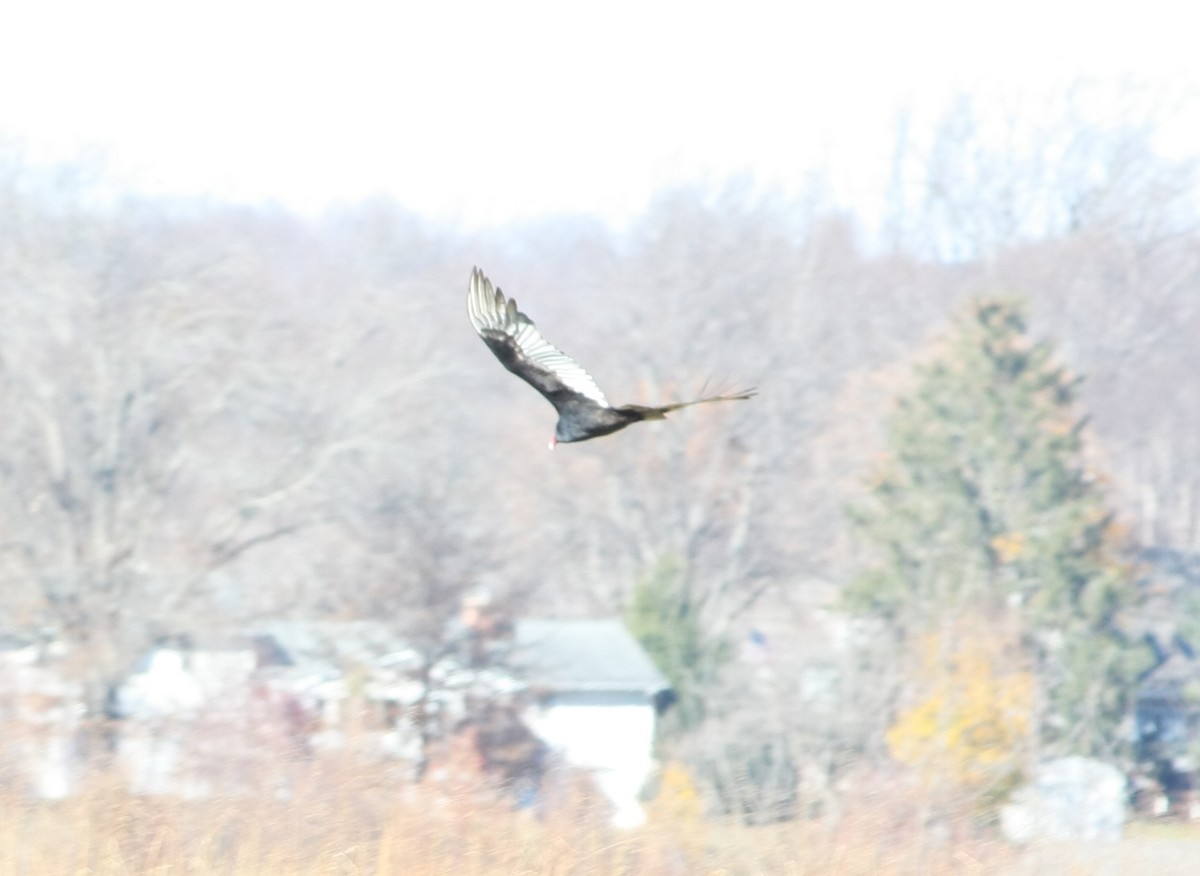 Turkey Vulture - ML645339417